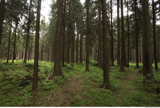 Background Forests