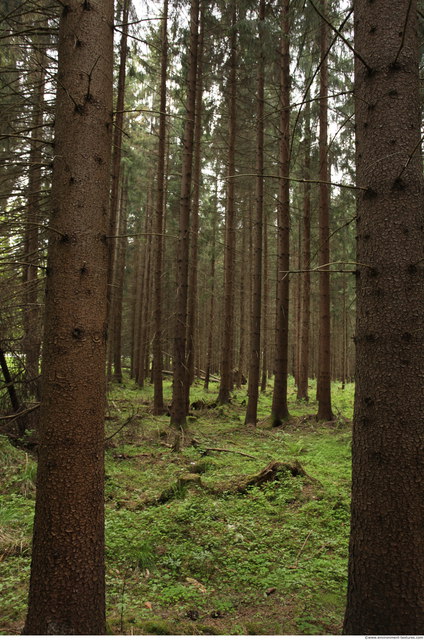Background Forests