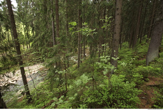 Background Forests