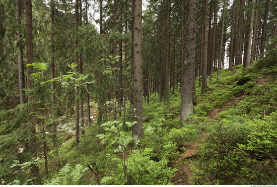 Background Forests