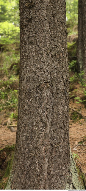 Tree Bark