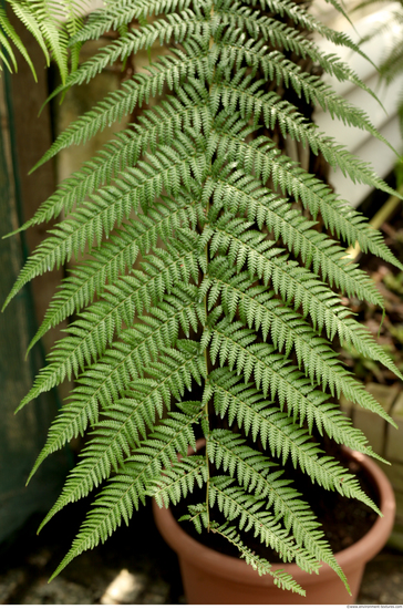 Leaves