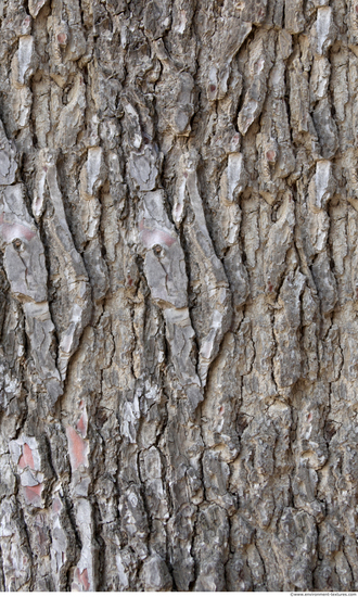 Tree Bark