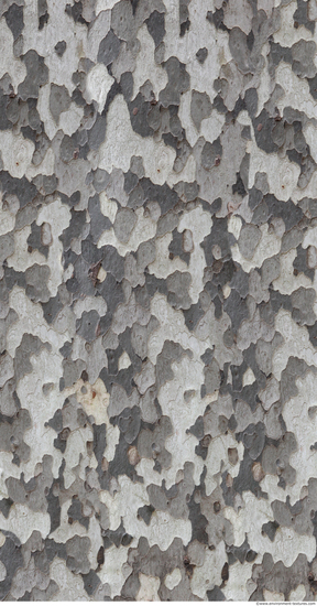 Tree Bark