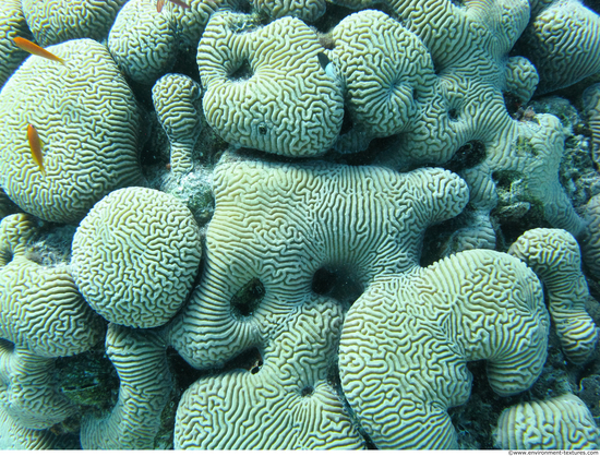 Corals