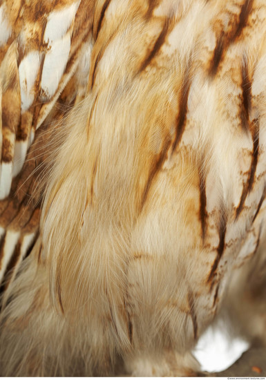 Feathers