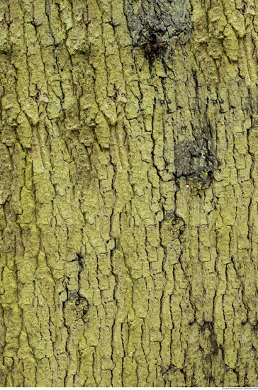 Tree Bark