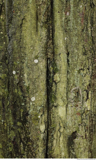 Tree Bark