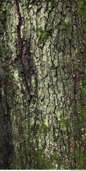 Tree Bark