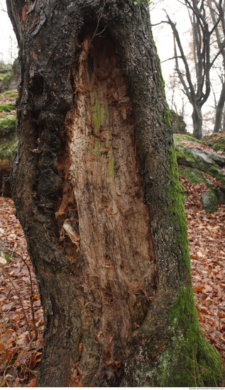 Tree Bark