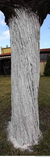 Tree Bark