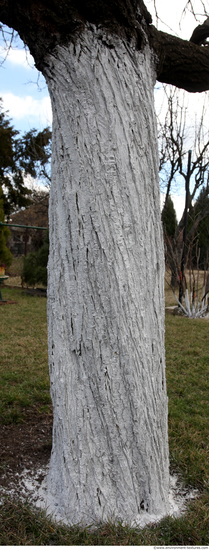 Tree Bark