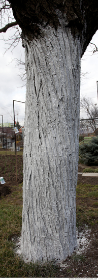 Tree Bark