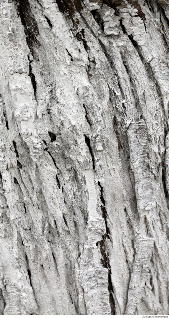 Tree Bark