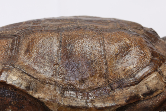 Turtle Shell