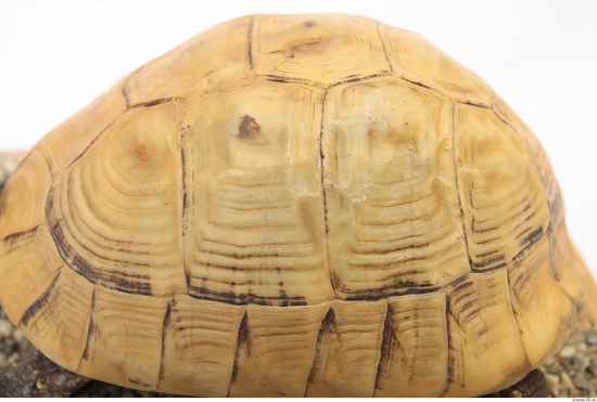 Turtle Shell