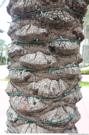 Tree Bark