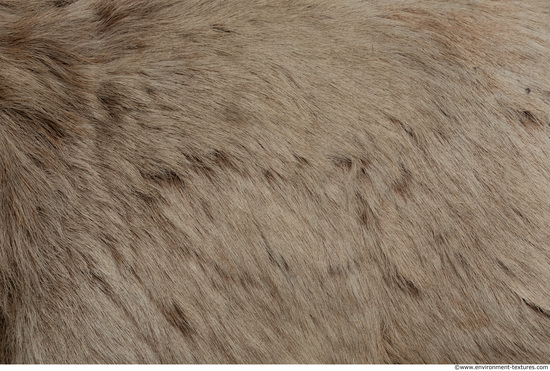 Fur