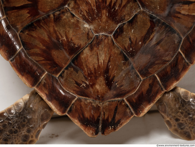 Turtle Shell