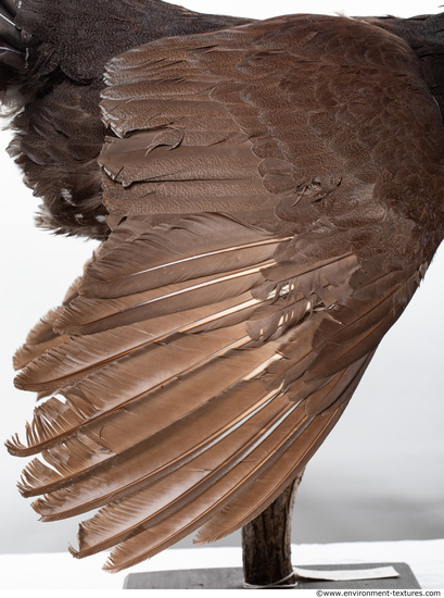 Feathers