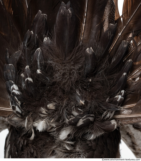 Feathers