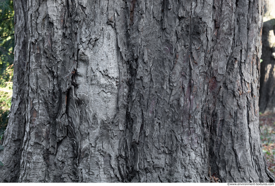 Tree Bark