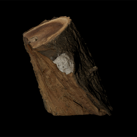 3D scan tree wood