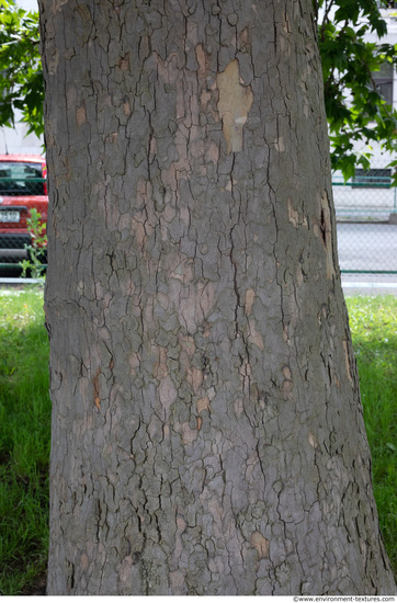 Tree Bark