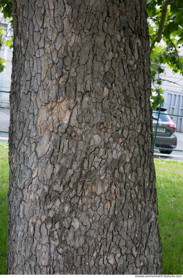 Tree Bark