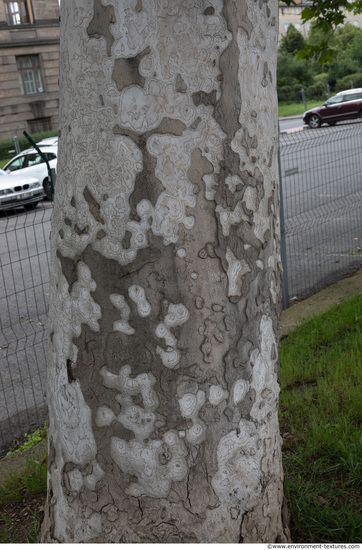 Tree Bark