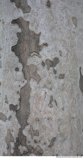 Tree Bark