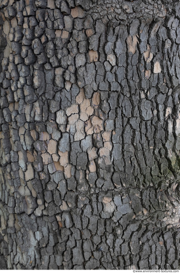 Tree Bark