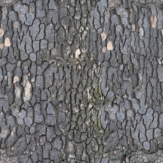 Seamless Tree Bark