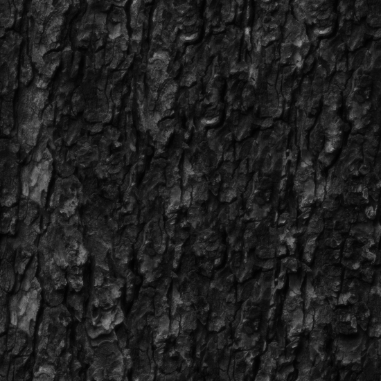 Seamless Tree Bark