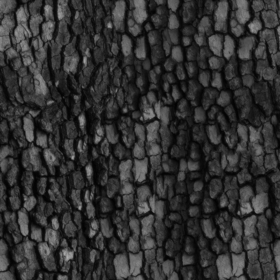 Seamless Tree Bark