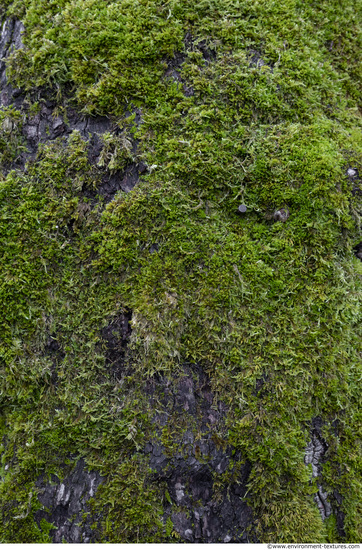 Moss