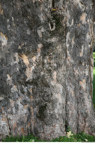 Tree Bark