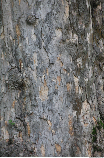 Tree Bark