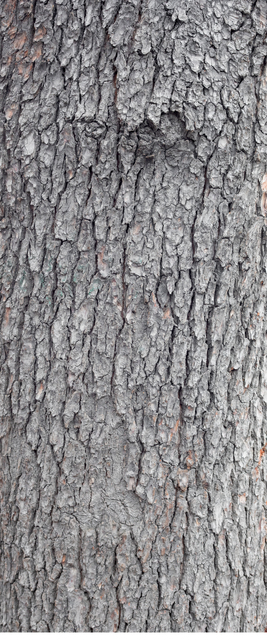 wood tree bark