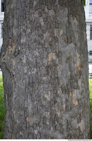 wood tree bark