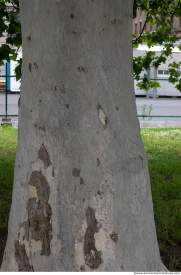 wood tree bark