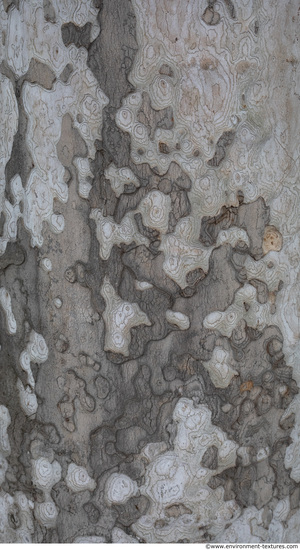 wood tree bark