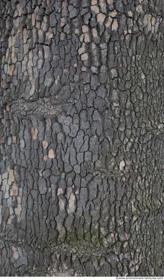 wood tree bark