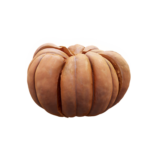 Cleaned Pumpkin Crashed 3D Scan