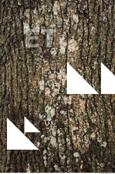 Tree Bark