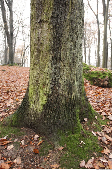 Tree Bark