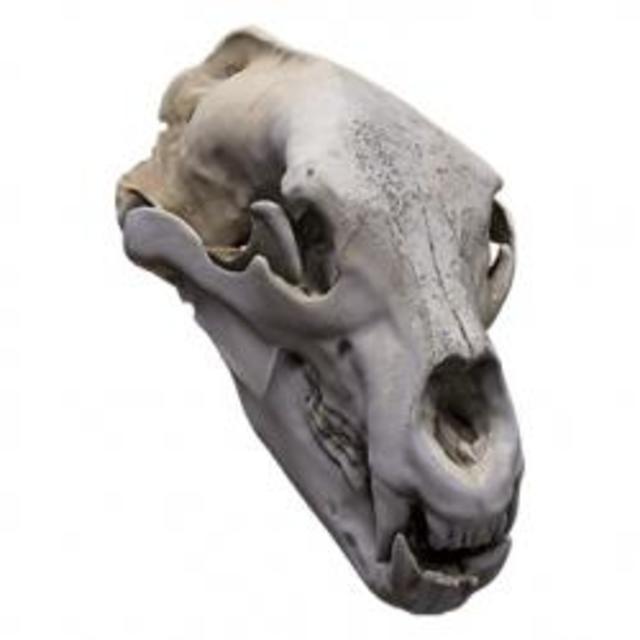 Skull Animal Base 3D Scan