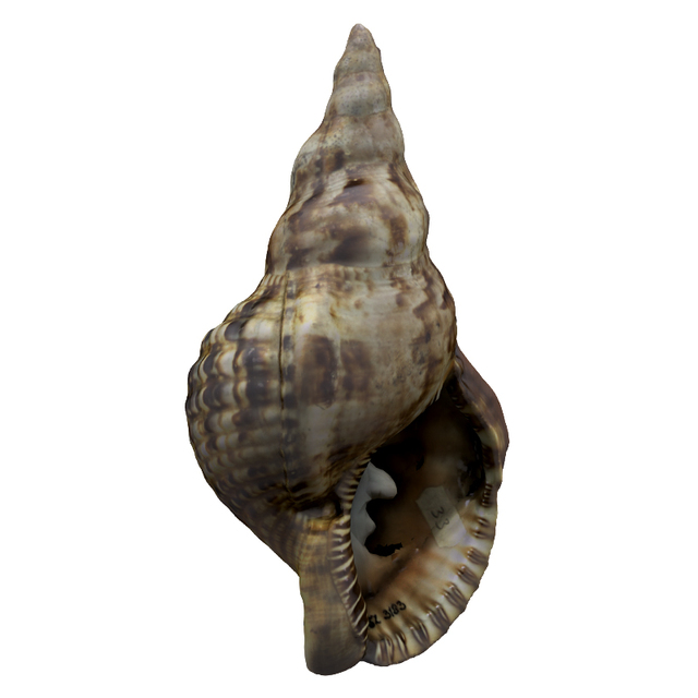 Sea Shell Base 3D Scan