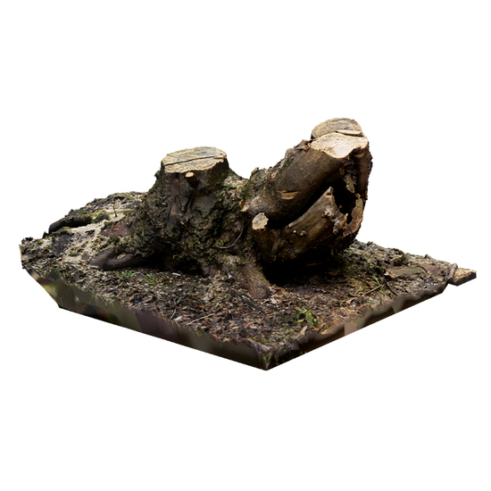 Stump Tree RAW 3D Scan