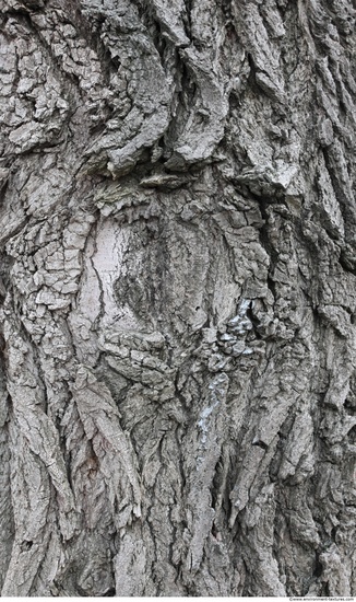 Tree Bark